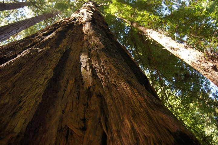 Bask in the serenity of ancient coastal redwoods where towering trees create a unique landscape while exploring Muir Woods and the charm of Sausalito with this exciting tour.